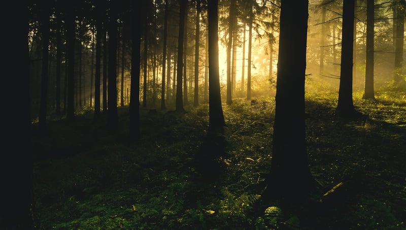 Silhouette of trees in a forest