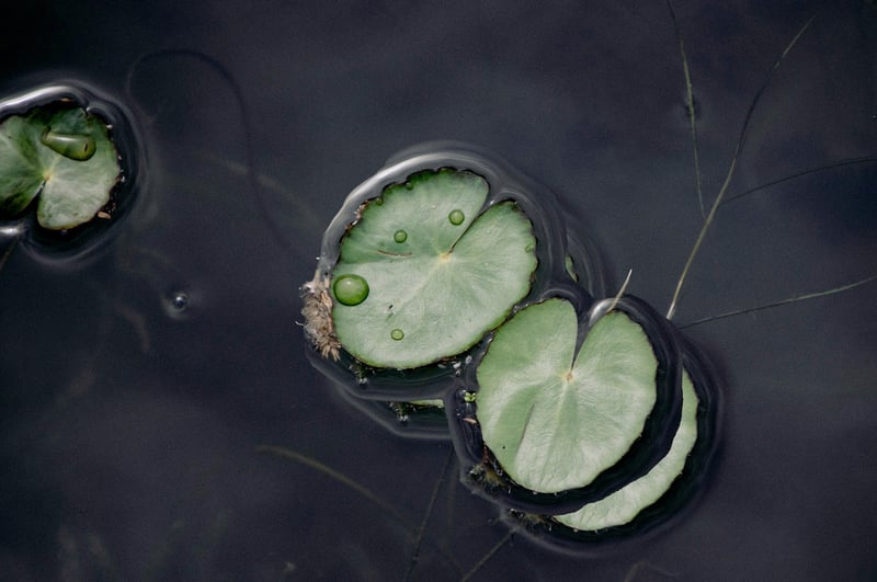 Lotus Pose Image